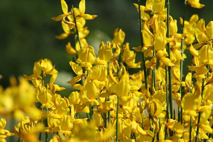 Retama en floración amarilla