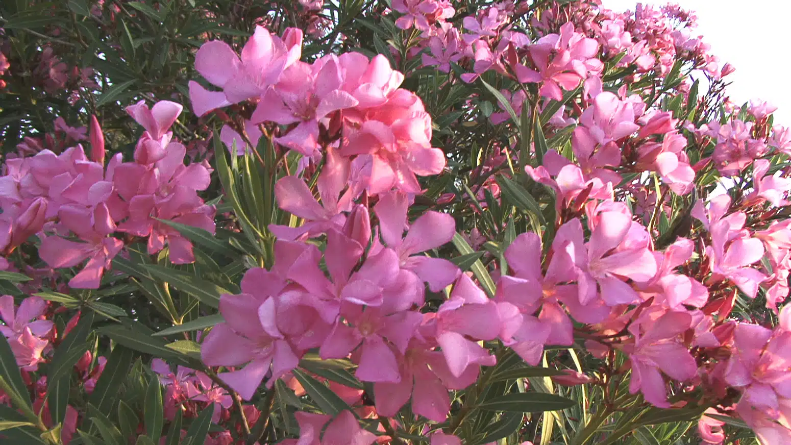 Adelfa en floración