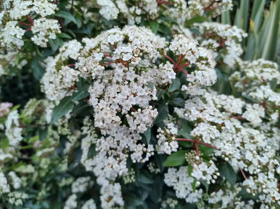 Durillo en floración