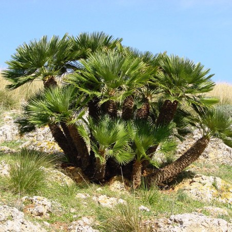Palmito mediterráneo