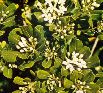 Pitosporo ornamental